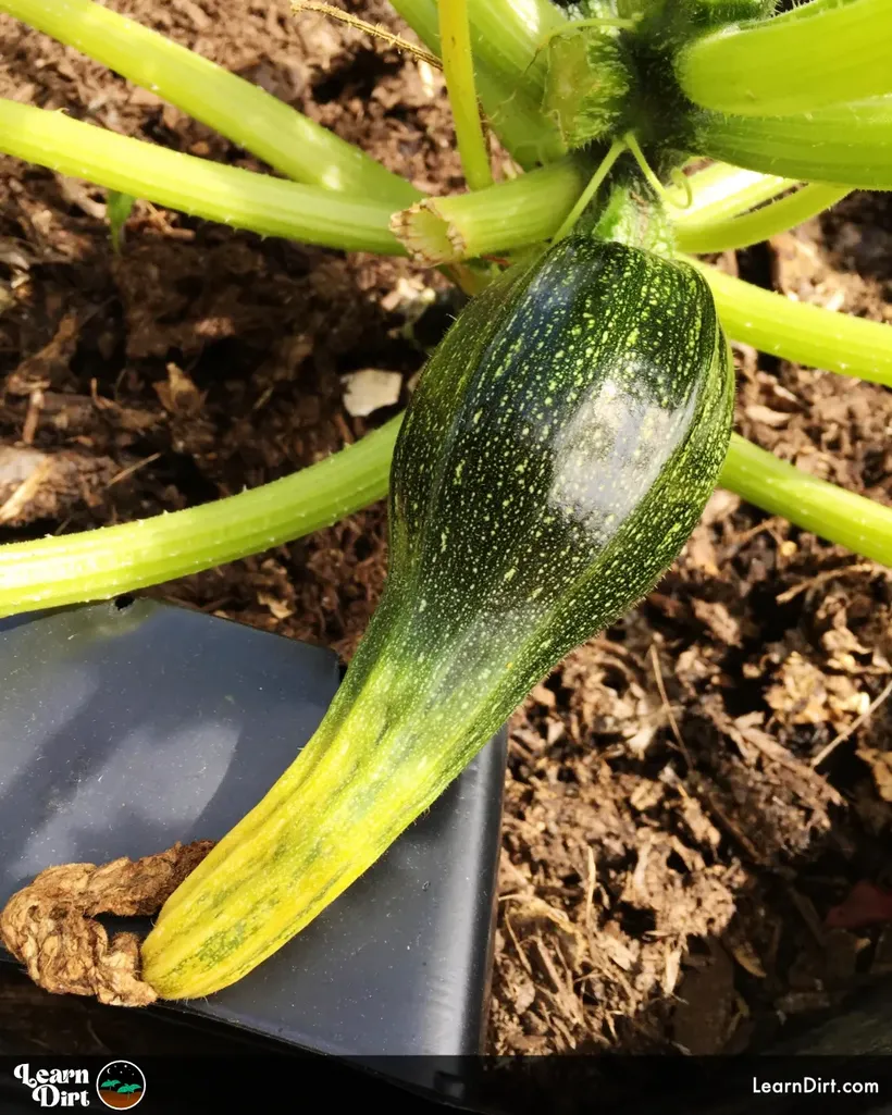 zucchini blossom end rot brown end on zucchini squash