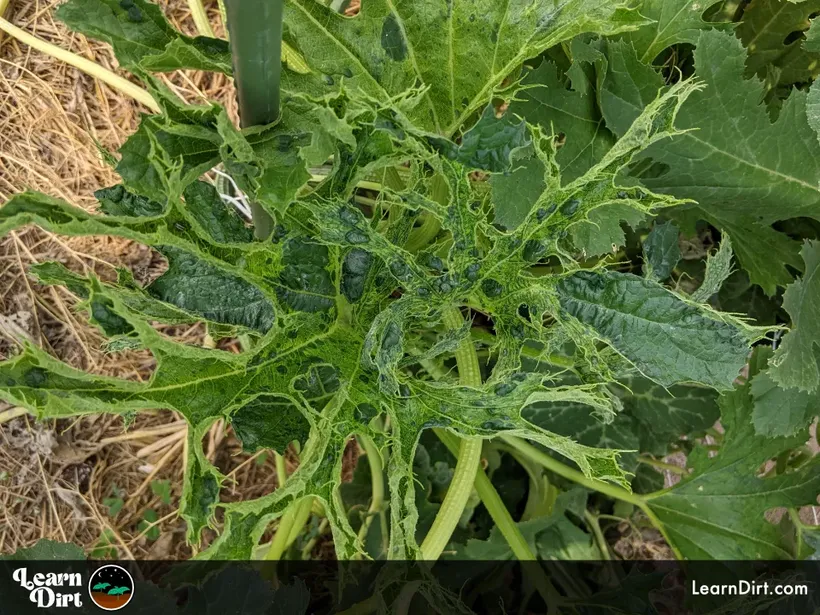 zucchini disease mosaic virus presumed deformed bumpy leaves